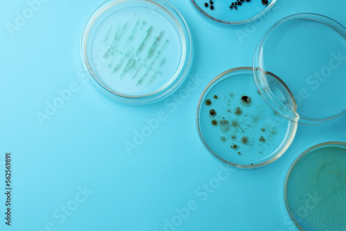 Photographie Petri dishes with different bacteria colonies on light blue background, flat lay