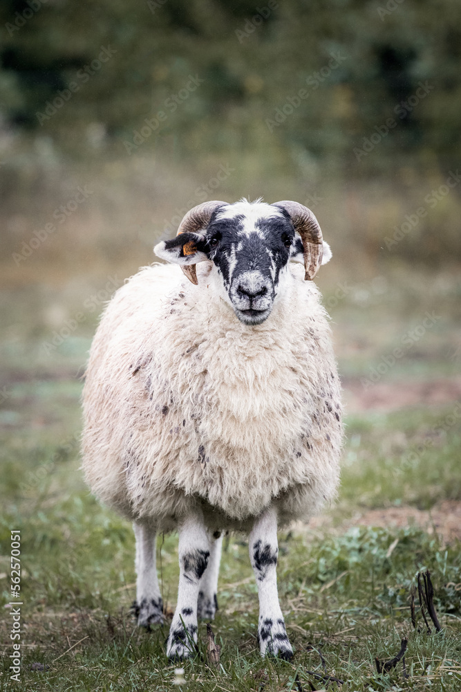 Fototapeta premium scottish blackface sheep in a field