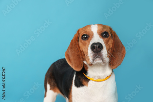 Adorable Beagle dog in stylish collar on light blue background