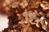 Beautiful dried hortensia flowers, closeup. Space for text