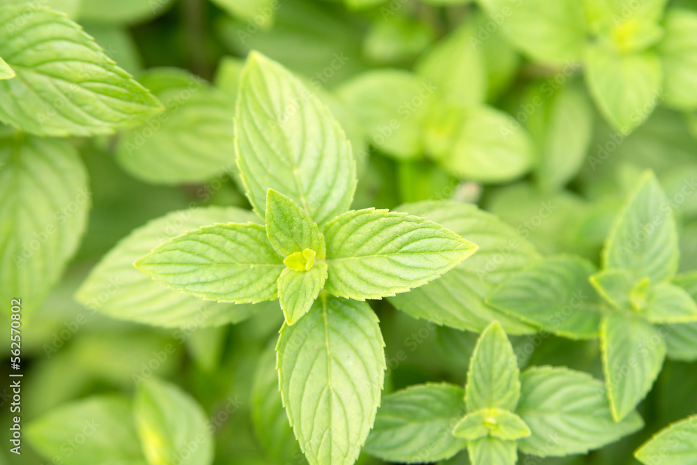 Slender Mint, aka Mentha Diemenica in the garden. Slender Mint, aka Mentha Diemenica in the garden.