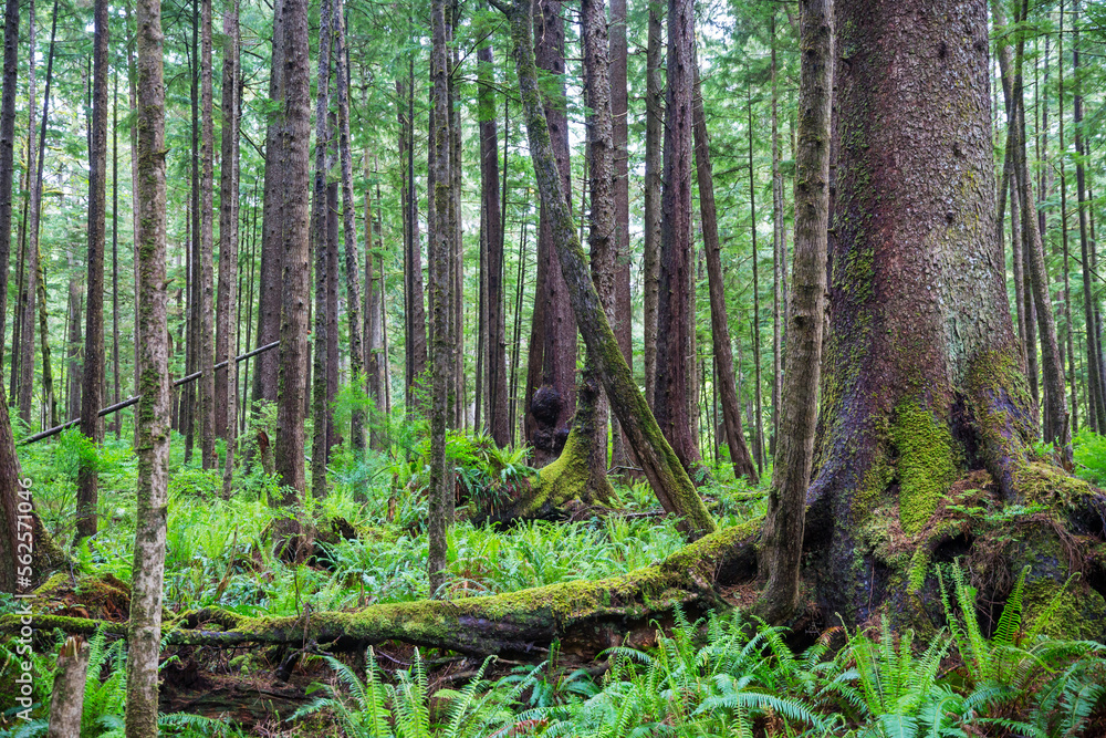 Rain forest Rain forest