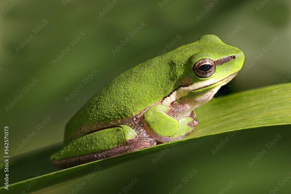 Australian Dwarf Tree Frog resting on leaf Australian Dwarf Tree Frog resting on leaf
