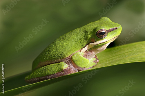 Australian Dwarf Tree Frog resting on leaf