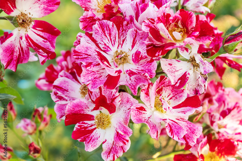 Fototapeta premium White and pink roses in full bloom in a garden. Rose bushes blossom on sunny day. Flowering plants. Blossoming flowers in the spring. Close up