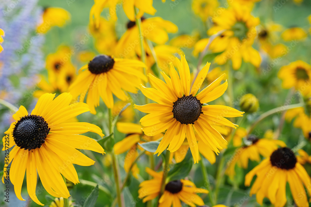 Yellow daisy flowers in full bloom in a garden. Blossom daisies on sunny day. Blossoming flowers in the spring. Close up petals Yellow daisy flowers in full bloom in a garden. Blossom daisies on sunny day. Blossoming flowers in the spring. Close up petals