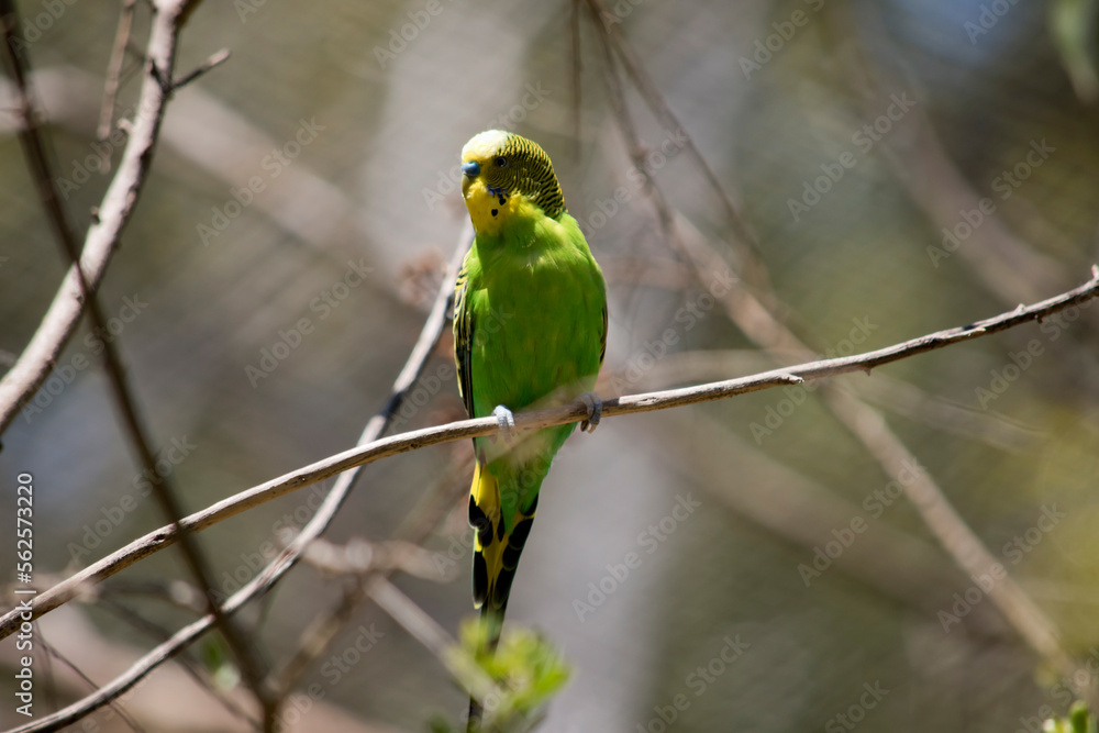 the parakeet is perched on a bush the parakeet is perched on a bush