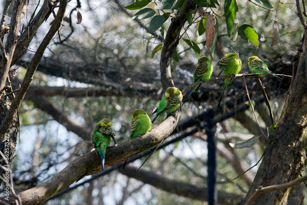 the parakeet is a green bird with a yellow head the parakeet is a green bird with a yellow head