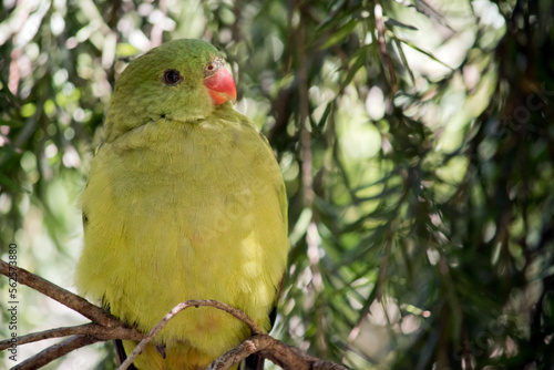 this is a close up of female regent parrot