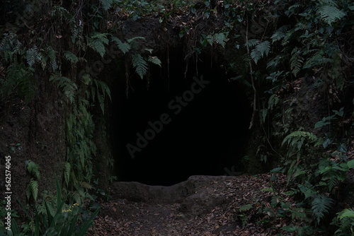 Fototapeta Naklejka Na Ścianę i Meble -  cave in the forest