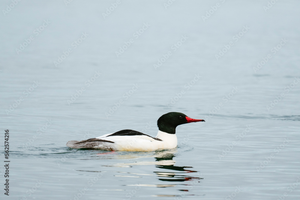 Side view of a male common merganser swimming in the Puget Sound Side view of a male common merganser swimming in the Puget Sound