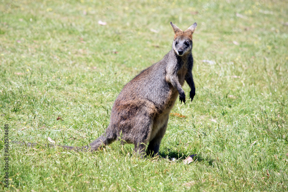 the swamp wallaby has stopped to look out for danger the swamp wallaby has stopped to look out for danger
