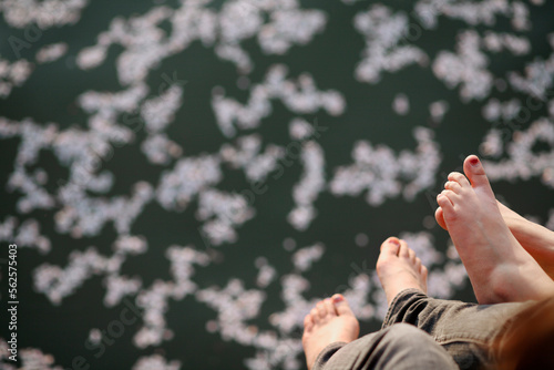 People dangle their feet as cherry blossom petals float in the Tidal Basin of the Potomac River and in Washington DC in spring. photo