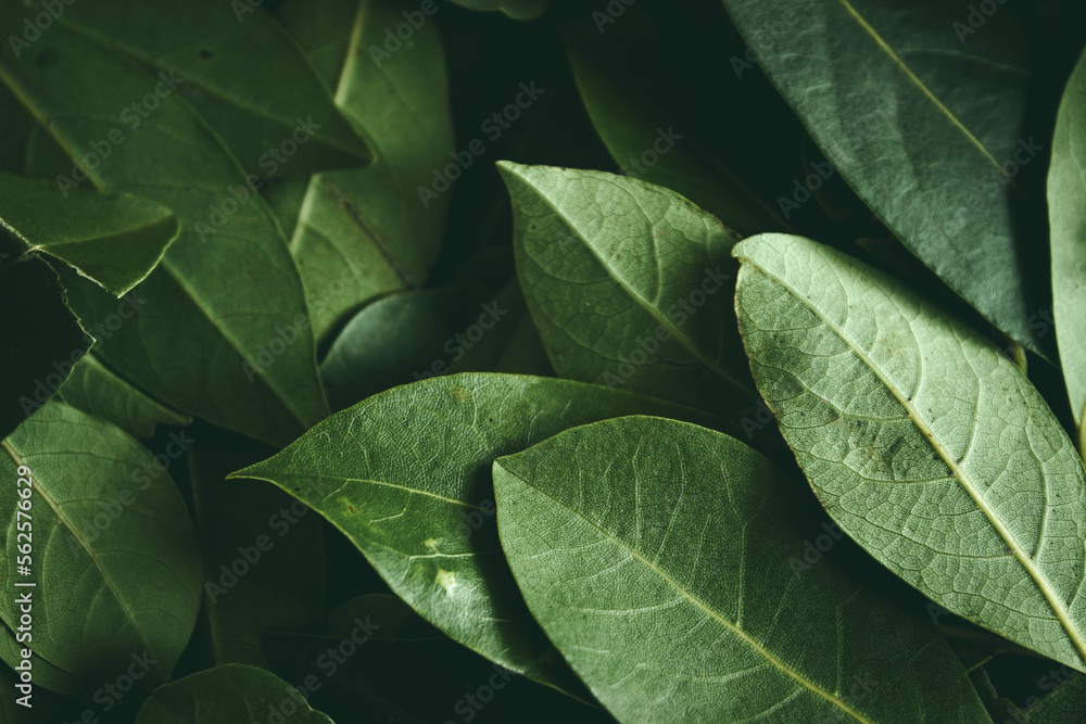 Close up of green leaves background. Daphne leaves. Dark and moody background concept with plant leaves. Top view. Selective focus Close up of green leaves background. Daphne leaves. Dark and moody background concept with plant leaves. Top view. Selective focus