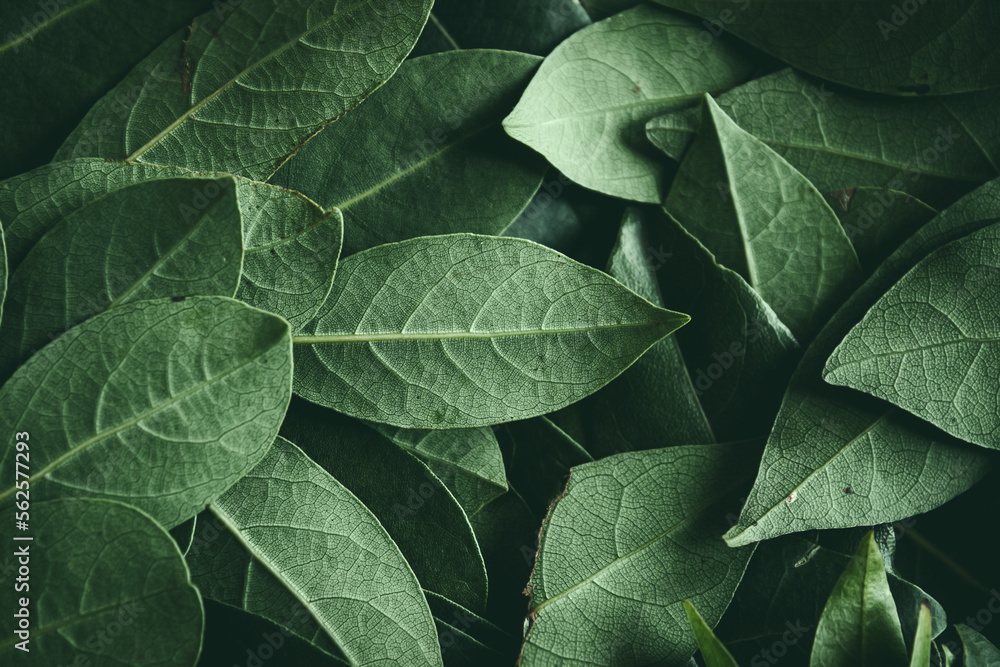 Obraz premium Close up of green leaves background. Daphne leaves. Dark and moody background concept with plant leaves. Top view. Selective focus