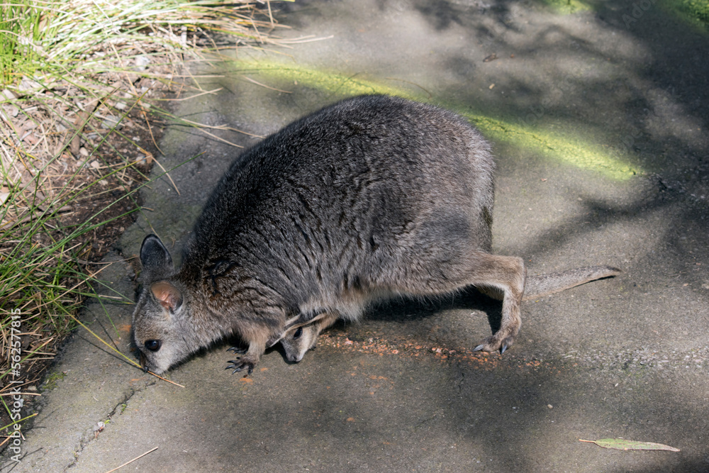 Naklejka premium The tammar wallaby is a small grey wallaby with tan arms and white cheek stripes