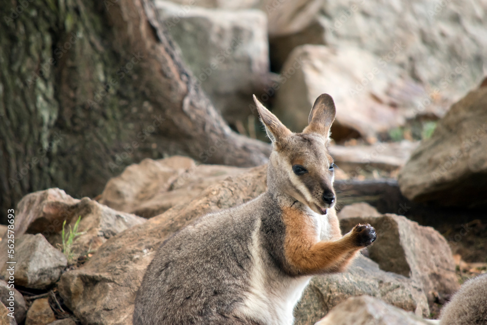 this is a close up of a yellow footed rock wallaby