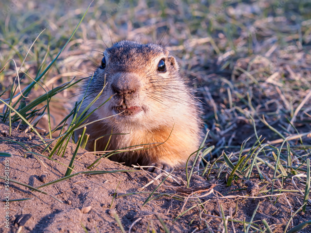 Gopher on the grassy lawn is looking at the camera. Close-up Gopher on the grassy lawn is looking at the camera. Close-up