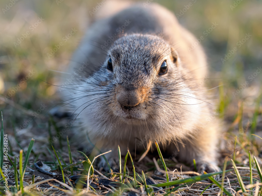 Gopher on the grassy lawn is looking at the camera. Close-up Gopher on the grassy lawn is looking at the camera. Close-up