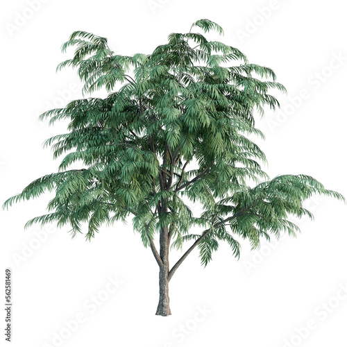 Single tree on transparent background, High quality isolated tree