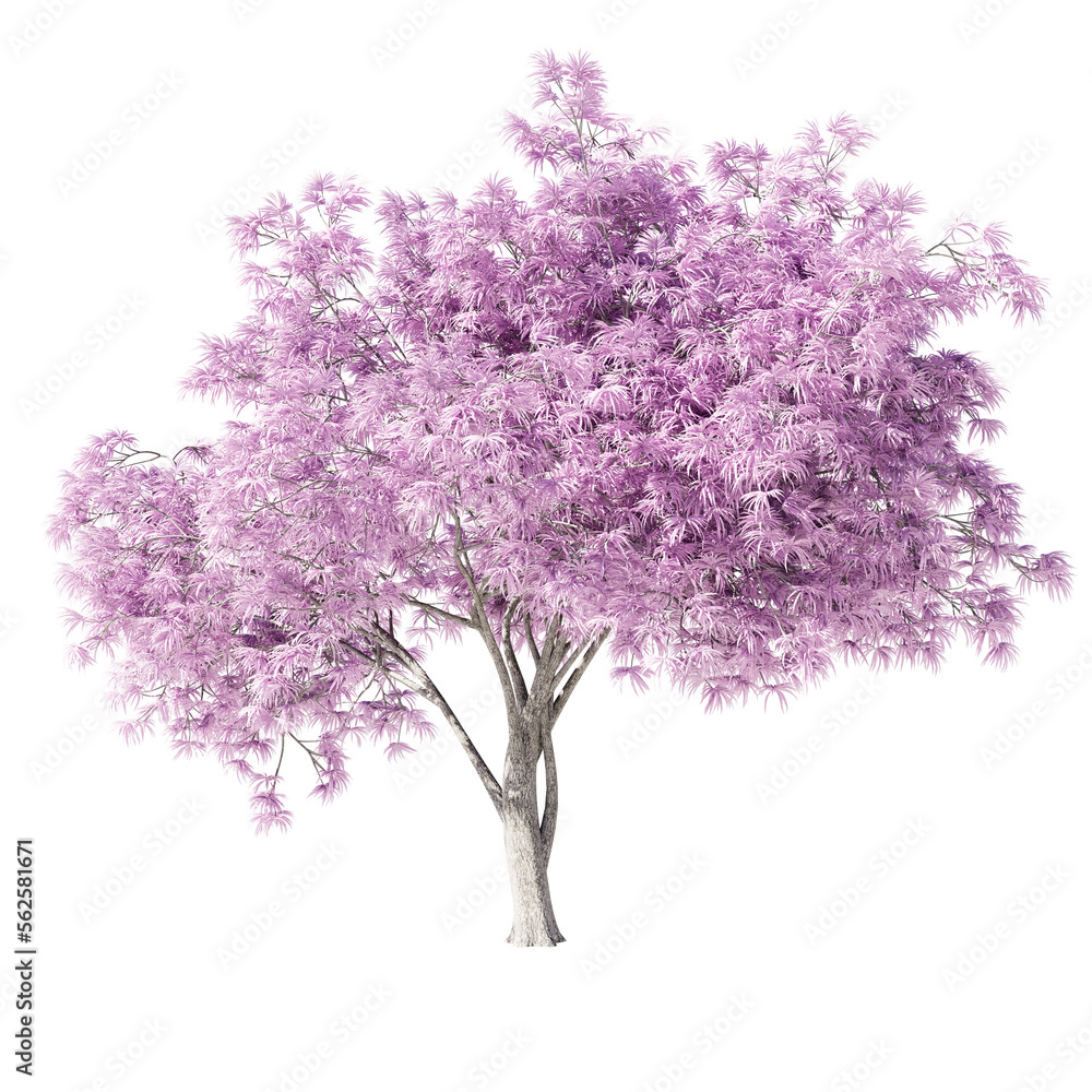 Obraz premium Single tree on transparent background, High quality isolated tree