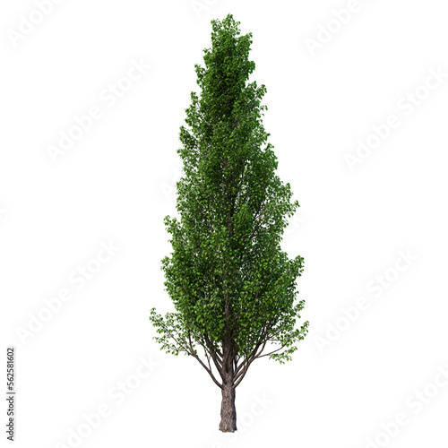 Single tree on transparent background, High quality isolated tree