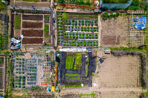 Urban gardening and farming aerial view. Urban oases in summer day. Sustainable living and edible urban jungle. New city movement that using practices like urban permaculture and guerrilla gardening. photo