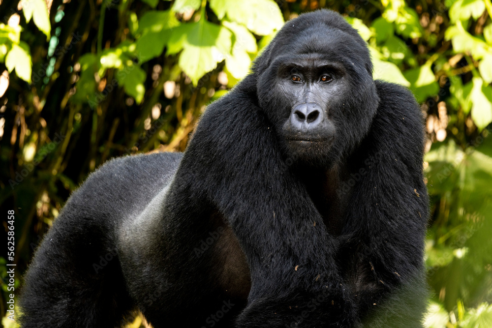 Obraz premium An endangered silverback mountain gorilla in Uganda