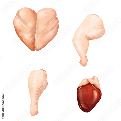 chicken Cuts of food meat set. watercolor vector illustration