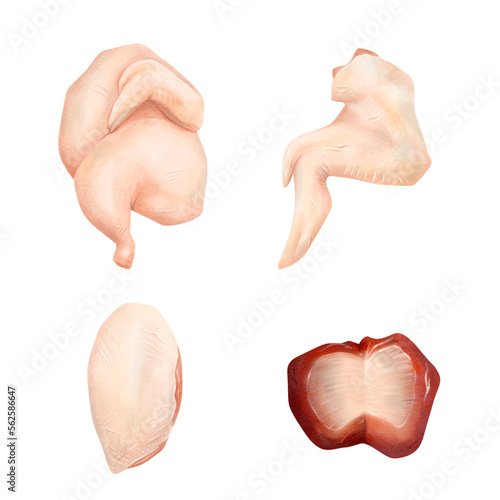 chicken Cuts of food meat set. watercolor vector illustration