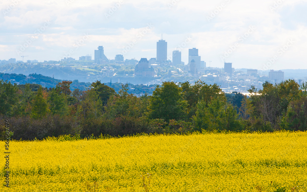 View of downtown Quebec City seen from Ile D'Orleans with mustard plant field in foreground.