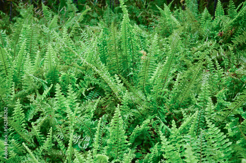 a Fern Leaves plant pattern for background.