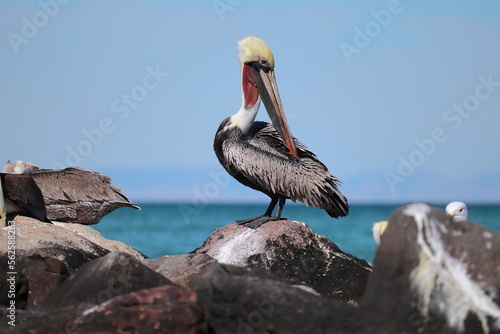 A pelican on a rock looks behind