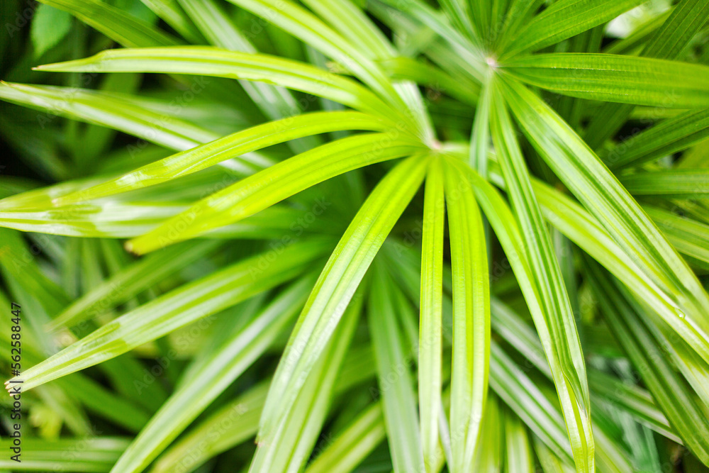 Palm leaves texture background, light green tropical leaf pattern wallpaper, abstract jungle foliage design, natural decorative ornament, palm tree branches backdrop, rhapis excelsa, bamboo, lady palm Palm leaves texture background, light green tropical leaf pattern wallpaper, abstract jungle foliage design, natural decorative ornament, palm tree branches backdrop, rhapis excelsa, bamboo, lady palm