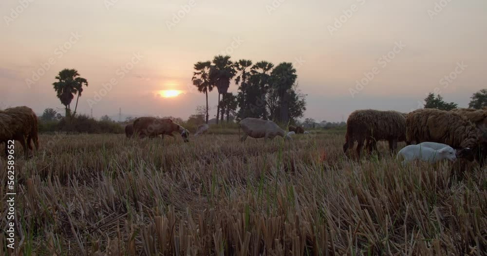 Medium shot of a flock of sheep walking slowly. Follow the road to ...
