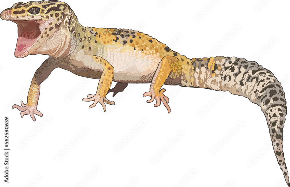 Naklejka premium Drawing leopard gecko, beautiful, art.illustration, vector