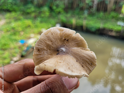 Gymnopus albuminosus or termite mushroom photo