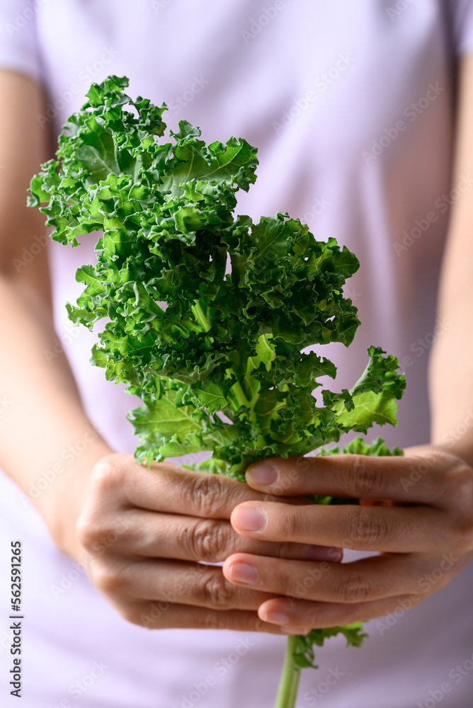 Green Kale or leaf cabbage in woman hand, Healthy vegetable