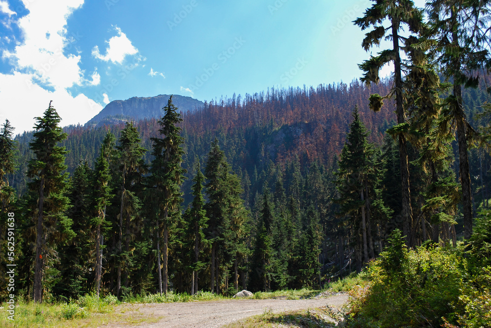 Fototapeta premium Alpine Forest and Meadow