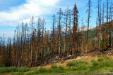 Burned tress in an alpine forest - 1