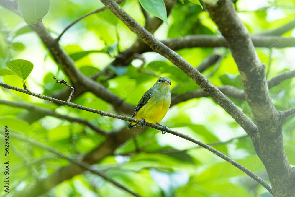 The Orange-bellied Flowerpecker on a branch The Orange-bellied Flowerpecker on a branch