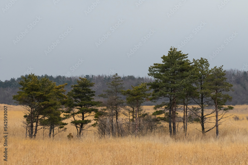 Obraz premium 芒と木々