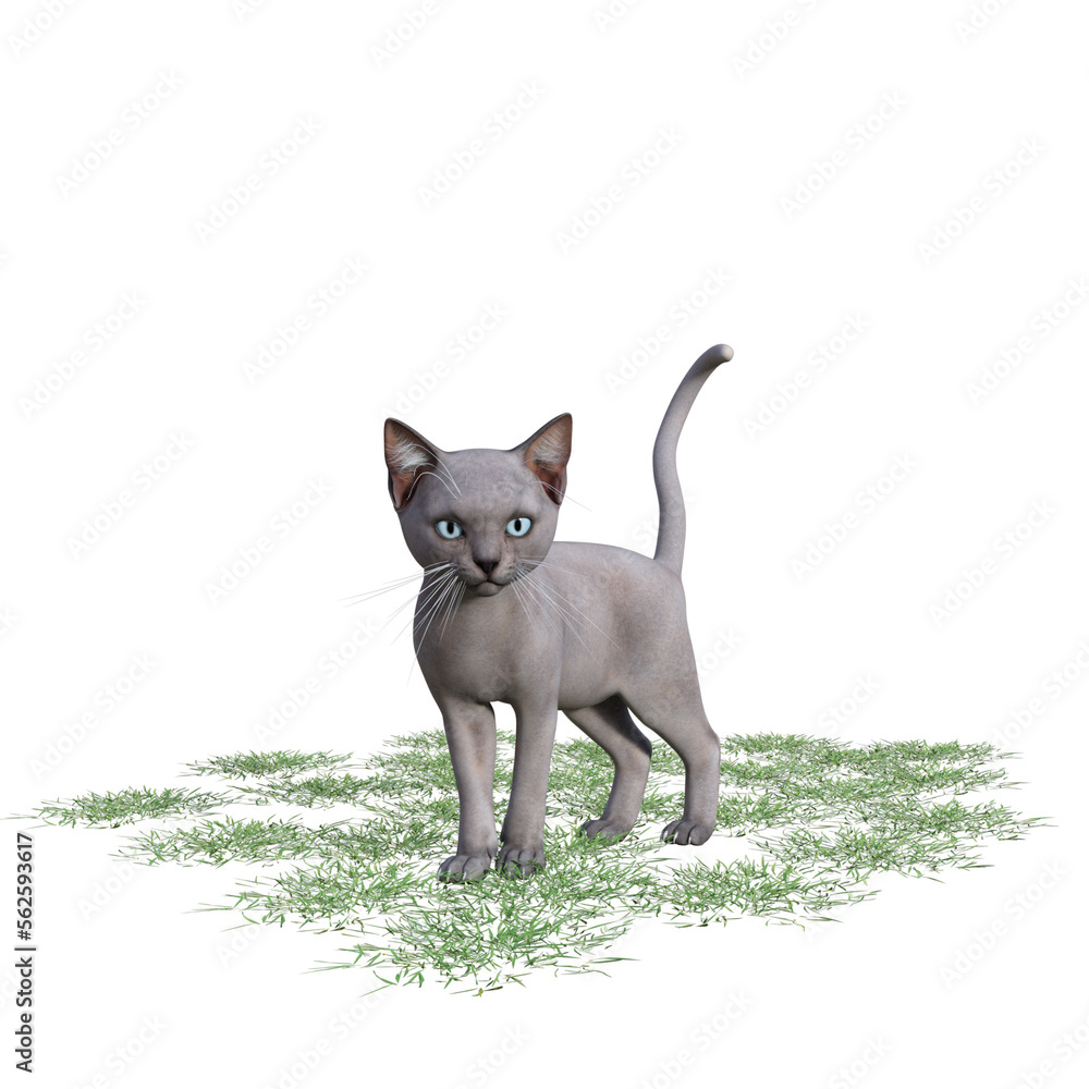 cat with green grass