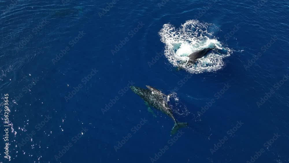 Baby Whale Calf Learning To Swim With Mom And Dad. Baby Whale Calf Learning To Swim With Mom And Dad.
