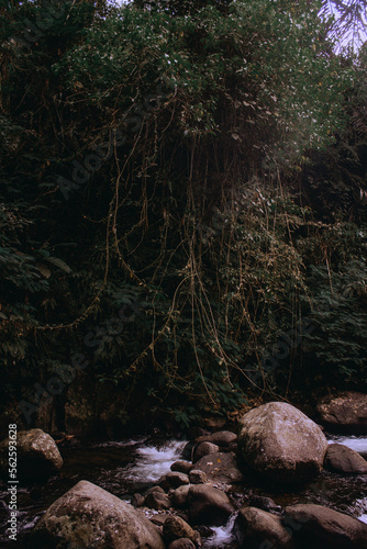 River in the forest