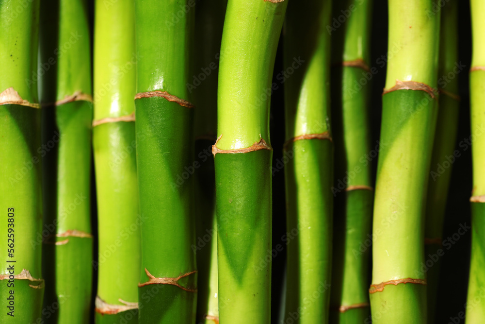 Green bamboo stems as background, closeup Green bamboo stems as background, closeup