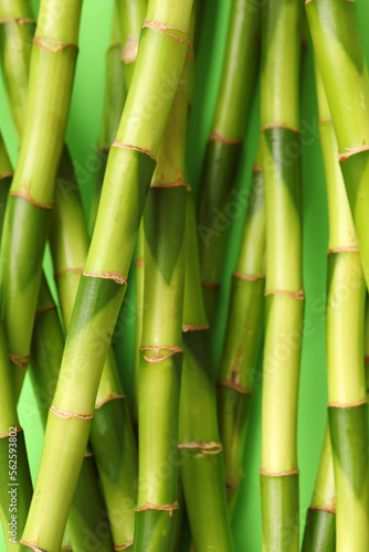 Fototapeta Naklejka Na Ścianę i Meble -  Green bamboo stems on color background, closeup