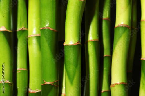 Fototapeta Naklejka Na Ścianę i Meble -  Green bamboo stems as background, closeup