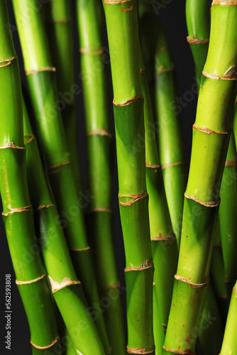 Fototapeta Naklejka Na Ścianę i Meble -  Fresh bamboo stems as background, closeup