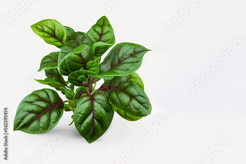 Fresh vegetable isolated. Ceylon spinach or Malabar spinach isolated on white background. Malabar spinach. generative ai